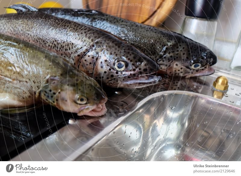 Frischer Fisch 4 Lebensmittel Kräuter & Gewürze Forelle Ernährung Schalen & Schüsseln Küche Essen Wildtier Totes Tier 3 liegen natürlich Sauberkeit Vorfreude