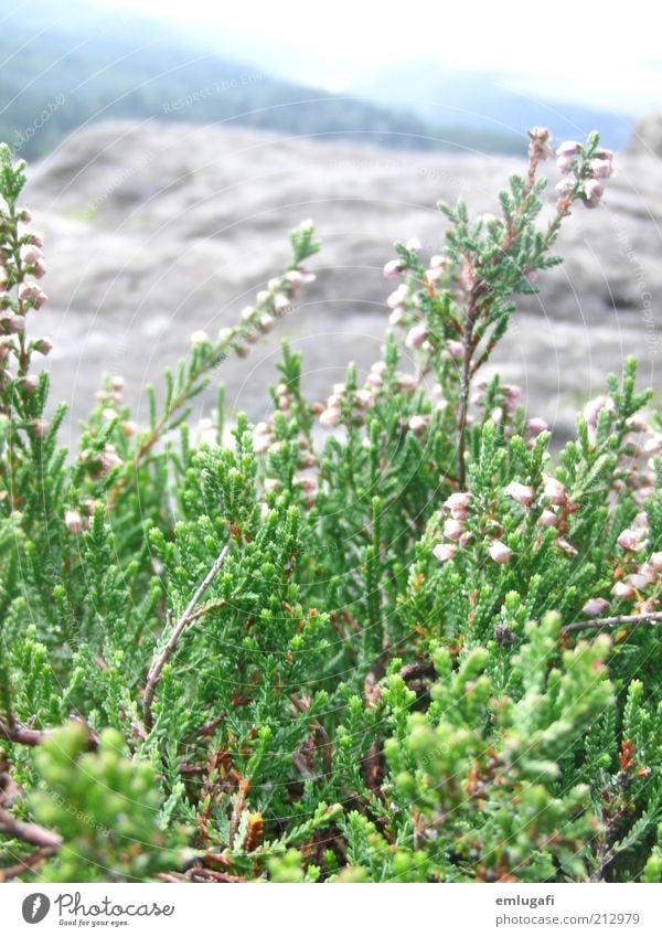 GRÜÜNN Kräuter & Gewürze elegant Freude schön harmonisch Zufriedenheit Erholung ruhig Duft Leben Natur Erde Sommer Wind Gras Sträucher Grünpflanze Felsen Gipfel