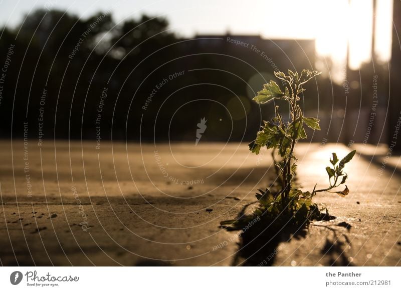 urbanen Ursprung Pflanze Sonnenaufgang Sonnenuntergang Sommer Blume Wildpflanze ästhetisch einfach einzigartig Stadt braun gelb grau schwarz Einsamkeit Freiheit