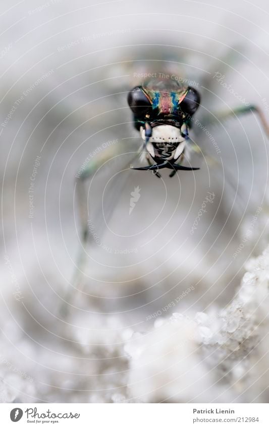 evil beetle Umwelt Natur Tier Wildtier Käfer Tiergesicht 1 gruselig Stimmung Blick Gebiss Außerirdischer außergewöhnlich Farbfoto Nahaufnahme Detailaufnahme