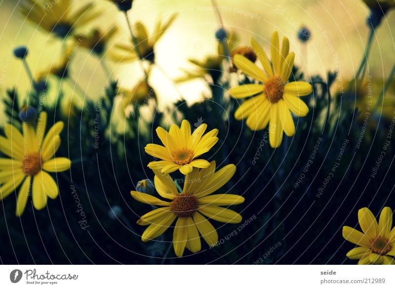 blümlein scheinen um die wette Sommer Natur Pflanze Frühling schön mehrfarbig gelb grün Blüte Farbfoto Außenaufnahme Menschenleer Margerite Blühend Blütenblatt