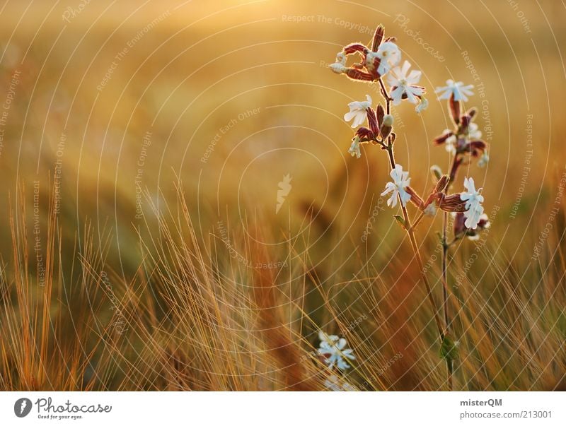 Fields of Summer. Umwelt Natur Pflanze ästhetisch Zufriedenheit Freiheit Frieden Leichtigkeit stagnierend Stimmung Blühend Blühende Landschaften schön gedeihen