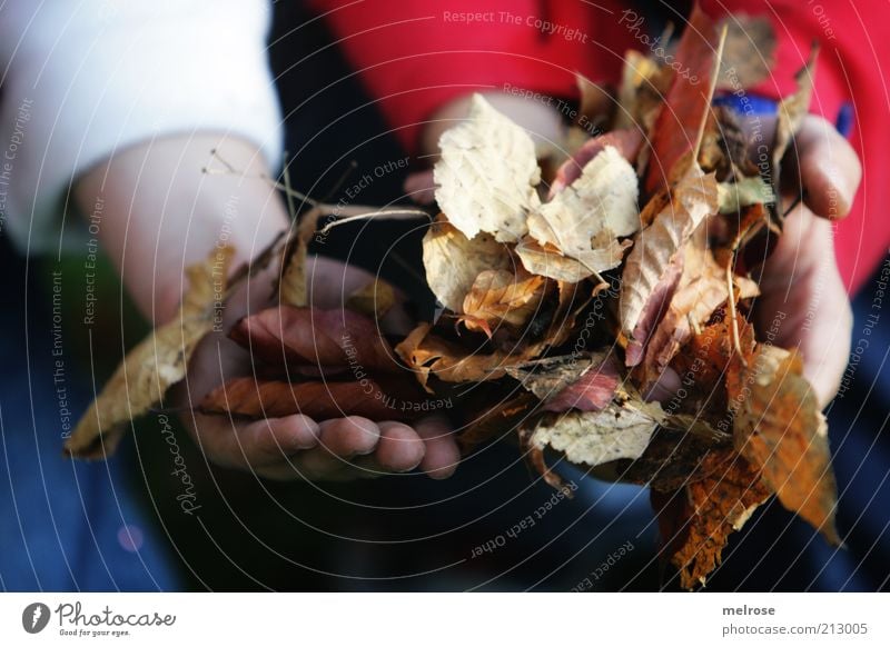 helfende Hände ... Gartenarbeit Arme Hand Umwelt Natur Herbst Blatt Arbeit & Erwerbstätigkeit entdecken verblüht Zusammensein natürlich blau braun rot weiß