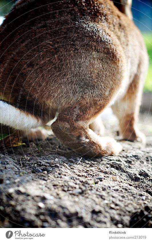 Hinterteil eines Hasen Gesäß Natur Erde Haustier Nutztier Hase & Kaninchen 1 Tier braun weiß Quaste Nagetiere Farbfoto Außenaufnahme Nahaufnahme Menschenleer