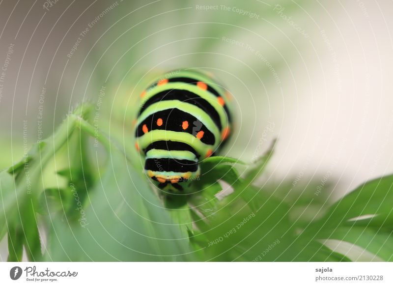 rüebliraupe - fressen kopfsache Natur Tier Pflanze Wildtier Schmetterling Raupe Kopf 1 Fressen Überleben Schwalbenschwanzraupe gestreift gepunktet Muster