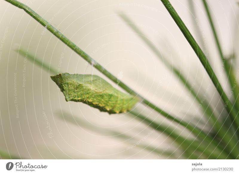 rüebliraupe - verpuppt Tier Wildtier Schmetterling Schmetterlingspuppe 1 grün ruhig Wandel & Veränderung verwandeln Ruhephase Schwalbenschwanz