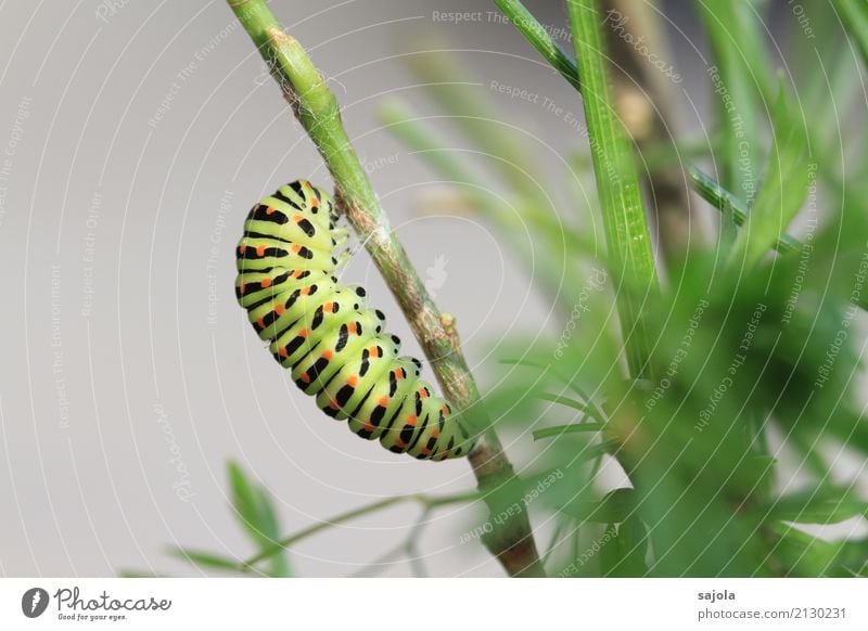 rüebliraupe - vor der verpuppung Tier Pflanze Wildtier Schmetterling Raupe Schwalbenschwanz Schwalbenschwanzraupe 1 festhalten ästhetisch grün orange schwarz