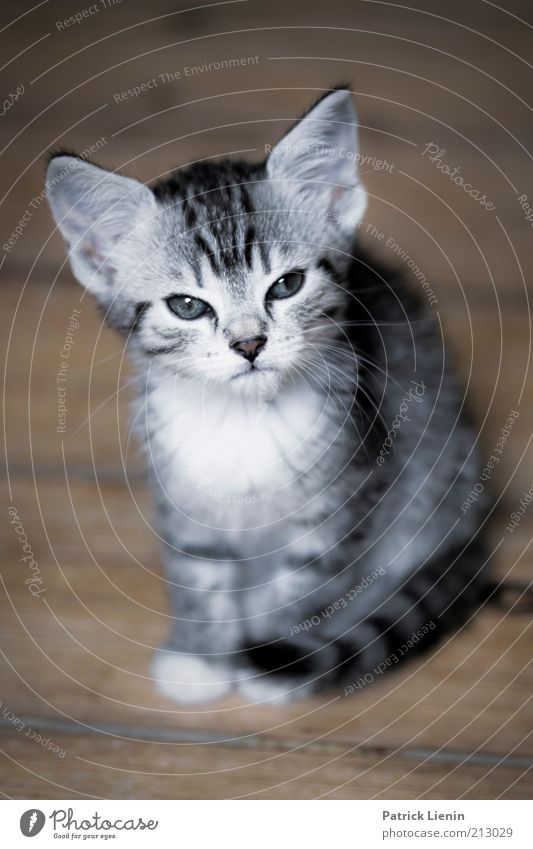 sweet kitten Umwelt Tier Haustier Katze Tiergesicht Fell 1 Blick sitzen schön klein Stimmung Zufriedenheit Vertrauen Farbfoto Nahaufnahme Menschenleer Tag