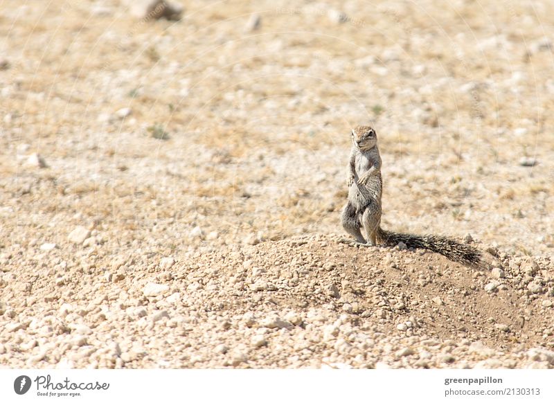 Erdhörnchen Ferien & Urlaub & Reisen Tourismus Ausflug Abenteuer Ferne Freiheit Safari Expedition Sommerurlaub Umwelt Natur Landschaft Erde Sand Wüste Nagetiere