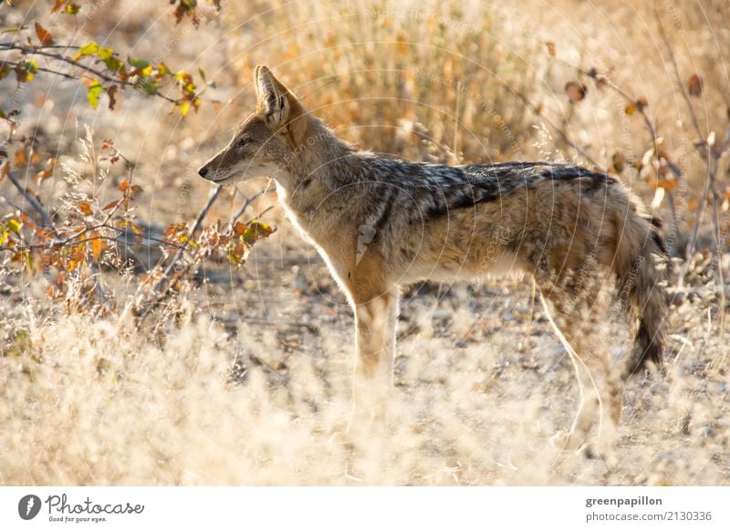 Schakal Namibia Savanne Etoscha-Pfanne Afrika Afrikaner Hund Wildhund beobachten frei wild Safari Ausflug Reisefotografie Ferien & Urlaub & Reisen Pirsch