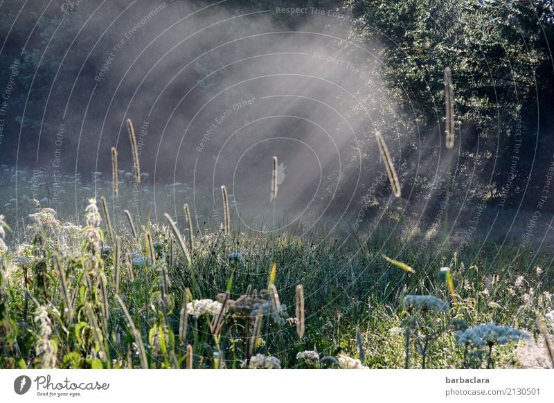 Morgenstunde Landschaft Pflanze Sonne Sommer Nebel Wiese Wald Moor leuchten dunkel hell Stimmung Beginn Natur ruhig Sinnesorgane Umwelt Außenaufnahme