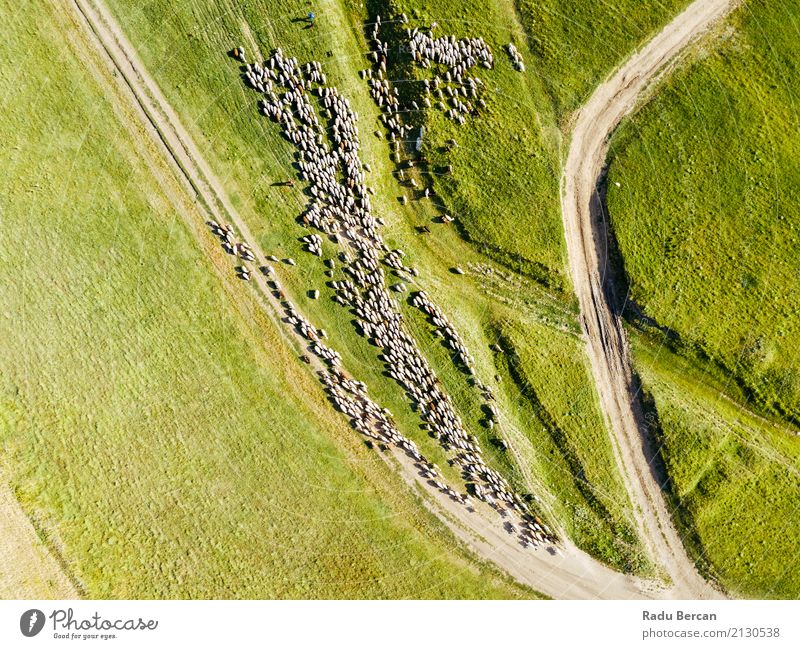 Luft-Brummen-Ansicht der Schaf-Herde, die auf Gras einzieht Umwelt Natur Landschaft Tier Erde Sommer Schönes Wetter Nutzpflanze Wiese Feld Hügel Straße