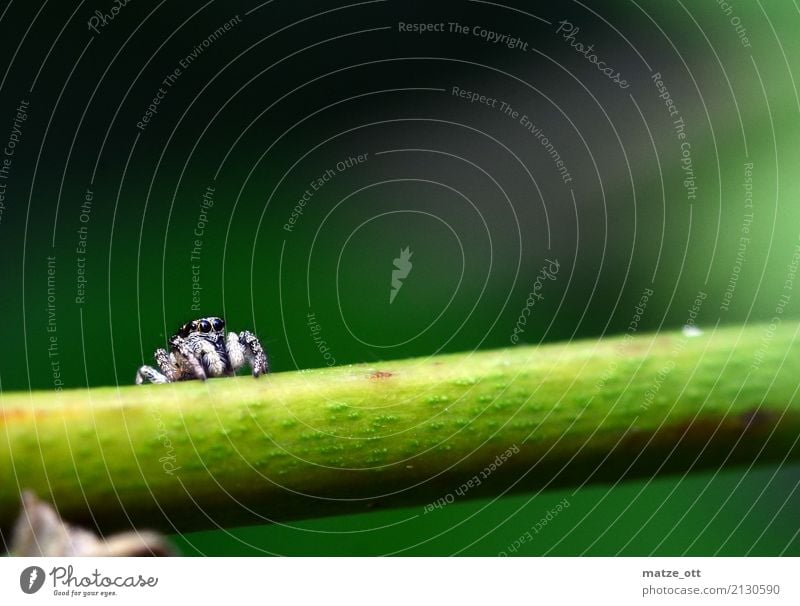 Kleine Spinne mit großen Augen Natur Tier Pflanze Tiergesicht 1 Blick sitzen warten bedrohlich klein schwarz weiß ruhig Springspinne Zebraspringspinne Farbfoto