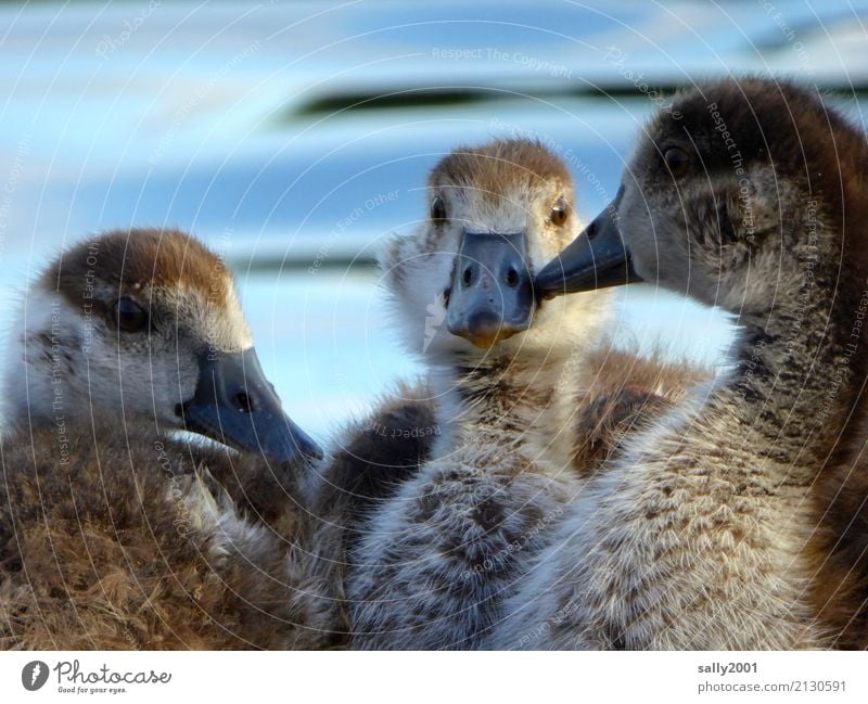 Jugendgruppe... Tier Gans Nilgans 3 Tiergruppe Tierjunges beobachten sprechen Kommunizieren frech Zusammensein Neugier niedlich braun Partnerschaft Zusammenhalt