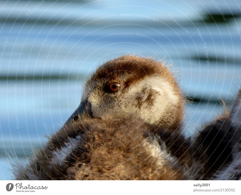 Nachzügler... Tier Gans Nilgans 1 Tierjunges beobachten Blick frech Freundlichkeit Neugier niedlich braun weich Auge Schnabel Farbfoto Außenaufnahme Tag