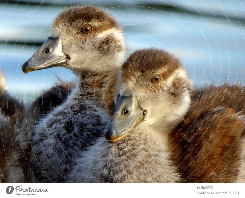 Pubertiere... Tier Wildtier Tiergesicht Gans Nilgans 2 beobachten frech Zusammensein kuschlig Neugier weich braun Kindheit Tierjunges Schnabel Küken Geschwister