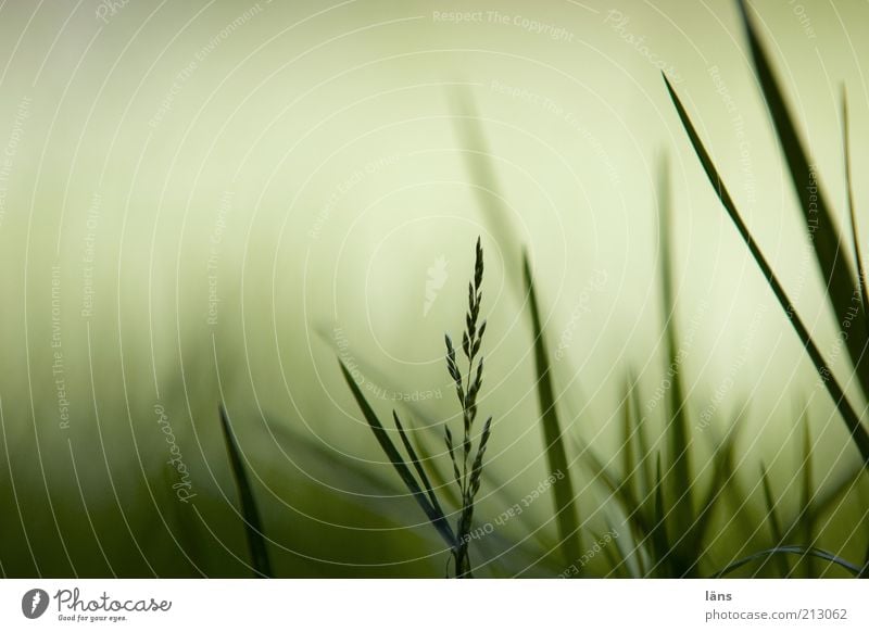 hÖrstDuEs Natur Pflanze Gras Wiese Wachstum grün Inspiration Halm Farbfoto Außenaufnahme Nahaufnahme Detailaufnahme Textfreiraum links Textfreiraum oben Licht