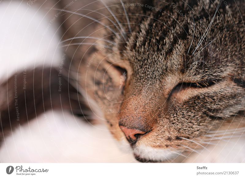 schlafende Katze am ruhigen Nachmittag Hauskatze Mieze gewöhnliche Katze Katzenbild Katzenfoto Ruhe Schnurrhaar Erholung Vertrauen Geborgenheit Pause Sicherheit