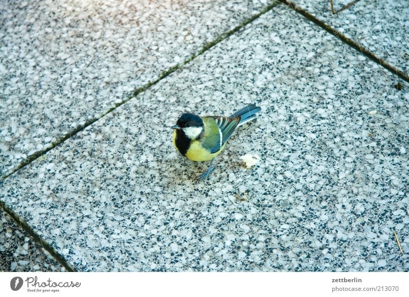 Kohlmeise Vogel stehen Freundlichkeit Neugier niedlich Meisen Terrasse Fuge füttern Brotkrümel Feder Singvögel Farbfoto Außenaufnahme Textfreiraum links