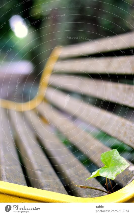 Sitzecke Umwelt Pflanze Sträucher Efeu Blatt Park Holz Metall leuchten stehen Wachstum alt braun gelb grau grün Neugier Einsamkeit Freizeit & Hobby Natur Bank