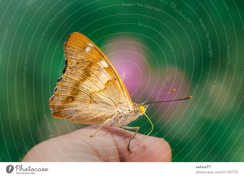 vom Lieben und Lassen | auf den Geschmack gekommen Natur Tier Sommer Schmetterling kleiner Schillerfalter 1 genießen krabbeln frech braun grün orange rosa