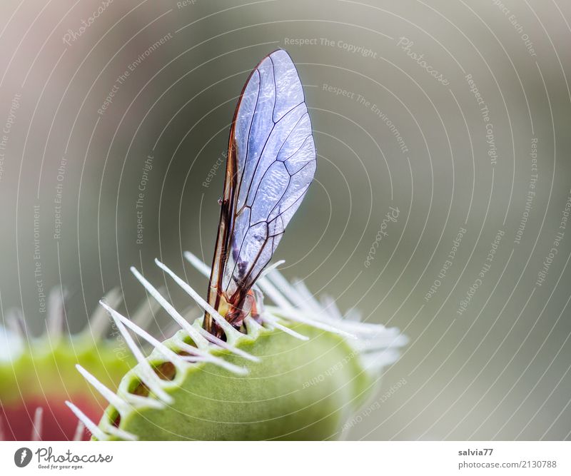 Fliegenflügel Pflanze exotisch Venusfliegenfalle Flügel fangen Fressen Aggression außergewöhnlich Spitze stachelig grau grün bizarr einzigartig bedrohlich