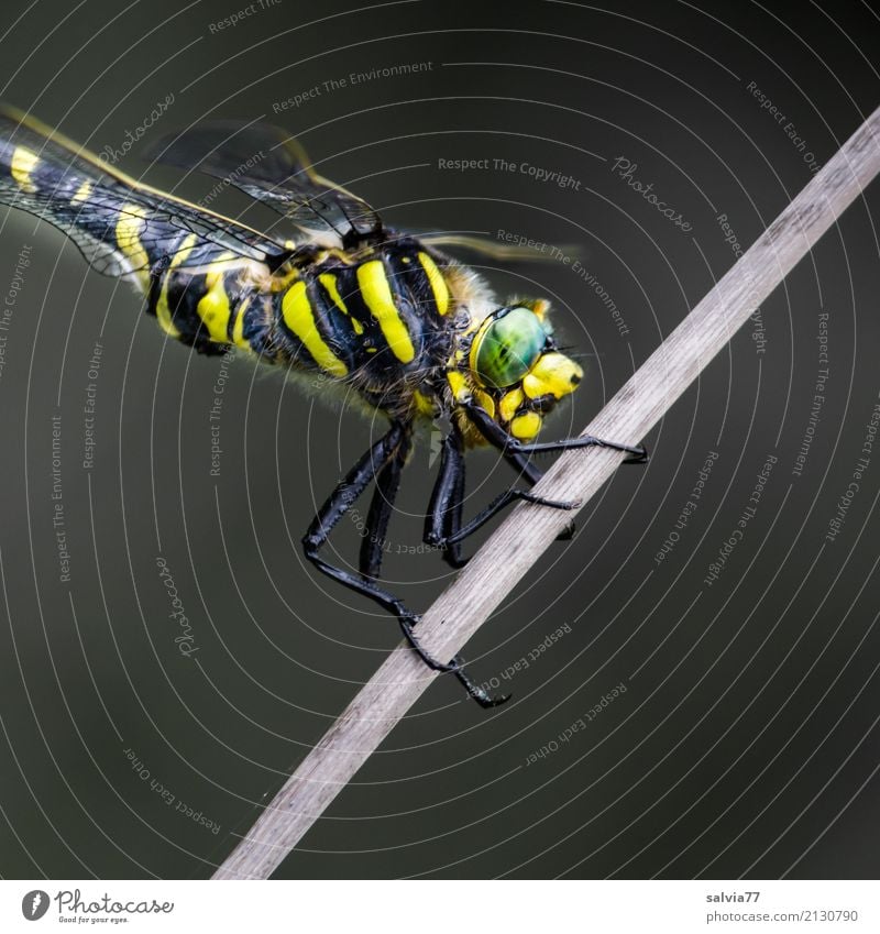 alles im Blick Natur Tier Moor Sumpf Libelle Groß Libelle Insekt Facettenauge 1 festhalten Jagd warten exotisch gelb grau grün schwarz Wachsamkeit geduldig