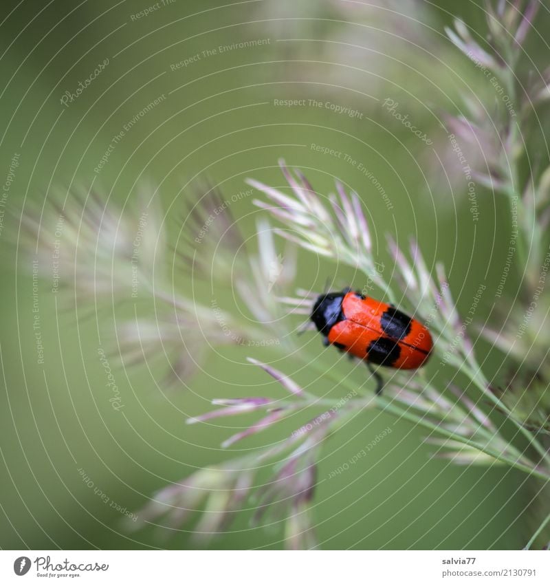 Jenseits des Mainstreams | Naturschönheiten am Wegesrand Umwelt Pflanze Tier Sommer Gras Blüte Grünpflanze Gräserblüte Wiese Feld Käfer Insekt 1 krabbeln