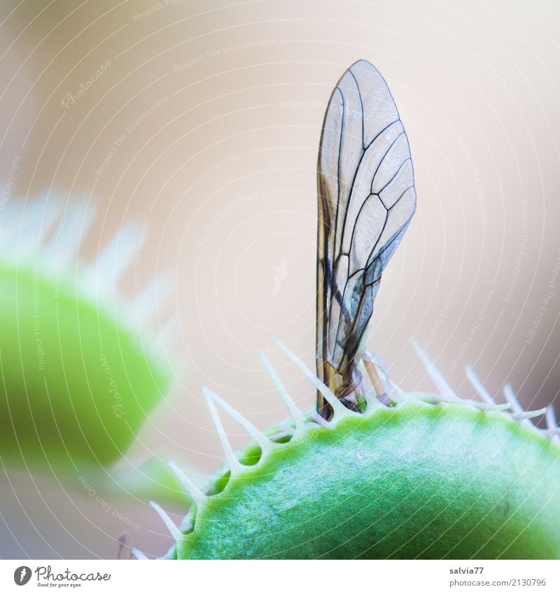 Vorsicht Falle Natur Pflanze Insekt Flügel Venusfliegenfalle grün Fleischfresser Fliege Fressen außergewöhnlich exotisch gefährlich Makroaufnahme bedrohlich