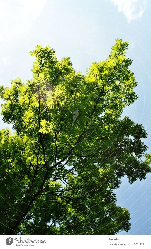 Baum Sommer Himmel Natur