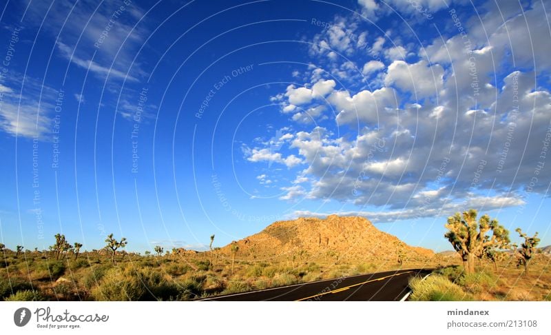 joshua tree wolken Natur Landschaft Himmel Wolken Sonnenlicht Kaktus Hügel Felsen Wüste Ferne Unendlichkeit blau braun Sehnsucht Einsamkeit