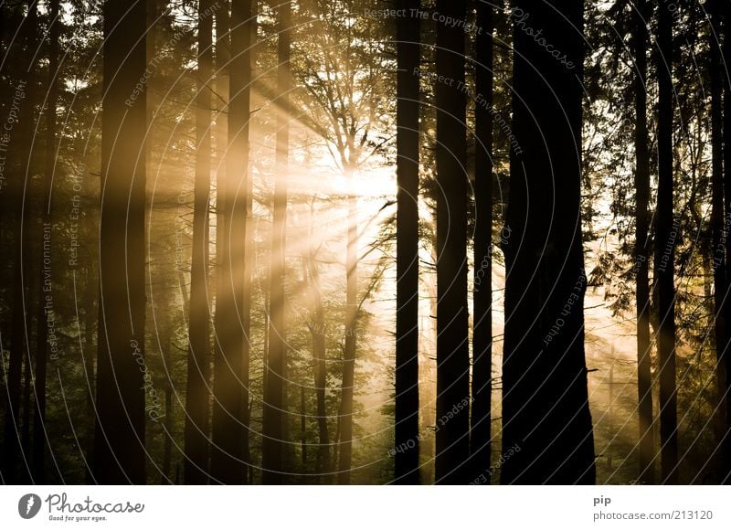 das licht scheint in der finsternis ... Natur Sonne Sonnenaufgang Sonnenuntergang Schönes Wetter Nebel Baum Baumstamm Unterholz Wald dunkel hell gold Hoffnung