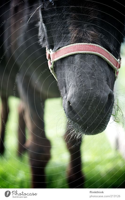 Eselsschnauze Natur Erde Gras Grünpflanze Tier Nutztier Zoo Streichelzoo Pferd Pony 1 atmen beobachten stehen warten dunkel schwarz Einsamkeit einzigartig