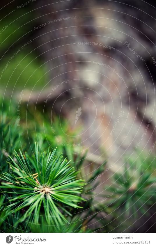 Zweigstelle Umwelt Natur Pflanze Baum frisch nah natürlich saftig schön Spitze stachelig Wärme wild grün Einsamkeit einzigartig Erholung Idylle Kraft Leben