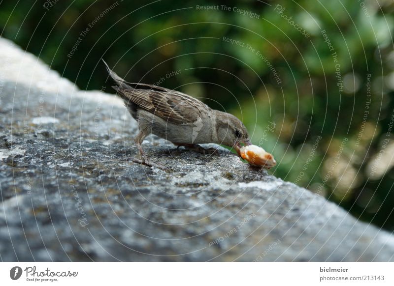 auf Essensjagd Getreide Teigwaren Backwaren Natur Tier Vogel 1 Denken füttern genießen Ferien & Urlaub & Reisen frei schön klug süß braun grau grün Fröhlichkeit