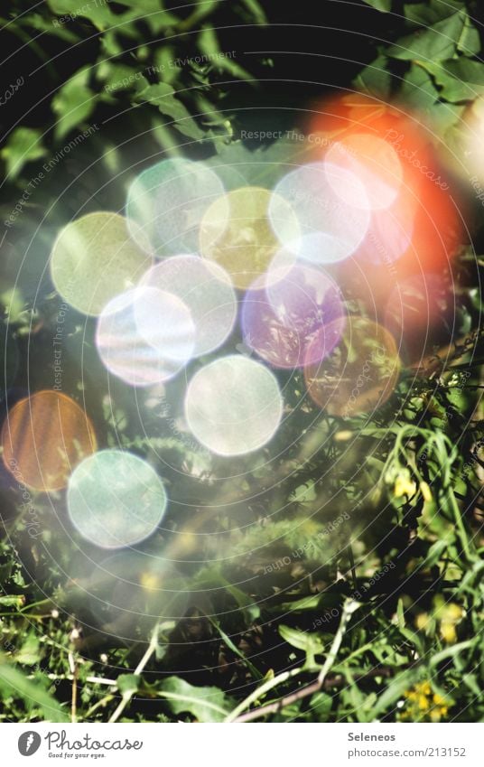 bubble bokeh Sommer Umwelt Natur Pflanze Blume Gras Wiese glänzend retro rund mehrfarbig Unschärfe Farbfoto Außenaufnahme Tag Licht Schatten Kontrast