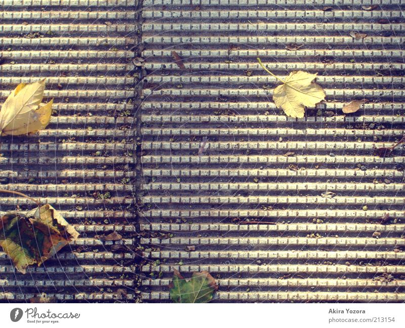 Goldener Herbst Blatt alt Erholung fallen genießen liegen dehydrieren frei unten Wärme gelb grau grün Endzeitstimmung Freiheit Natur Wandel & Veränderung