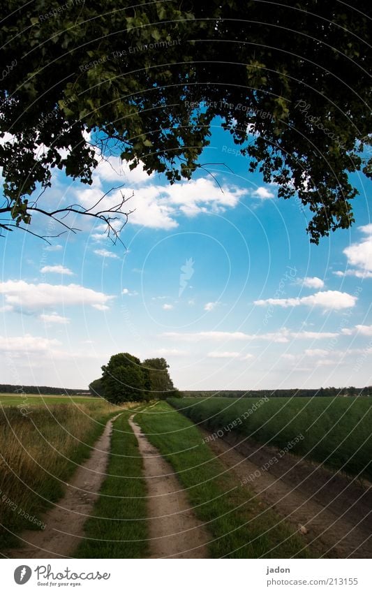 wege. Erde Feld Wege & Pfade Unendlichkeit lang Umwelt Kurve Fußweg Himmel Wolken Textfreiraum Mitte Blauer Himmel Gras Landschaft Natur Menschenleer