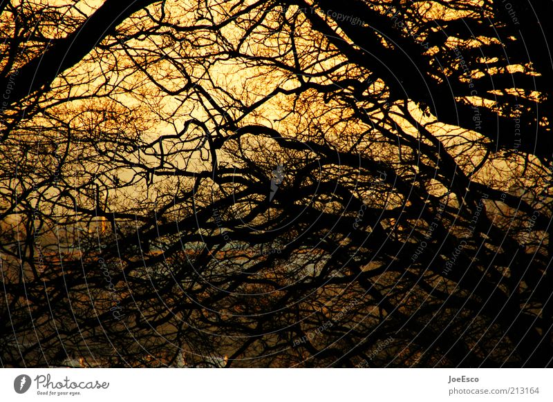 genie und wahnsinn Freiheit Natur Pflanze Sonnenaufgang Sonnenuntergang Sonnenlicht Baum bedrohlich dunkel Unendlichkeit rebellisch verrückt Wärme wild