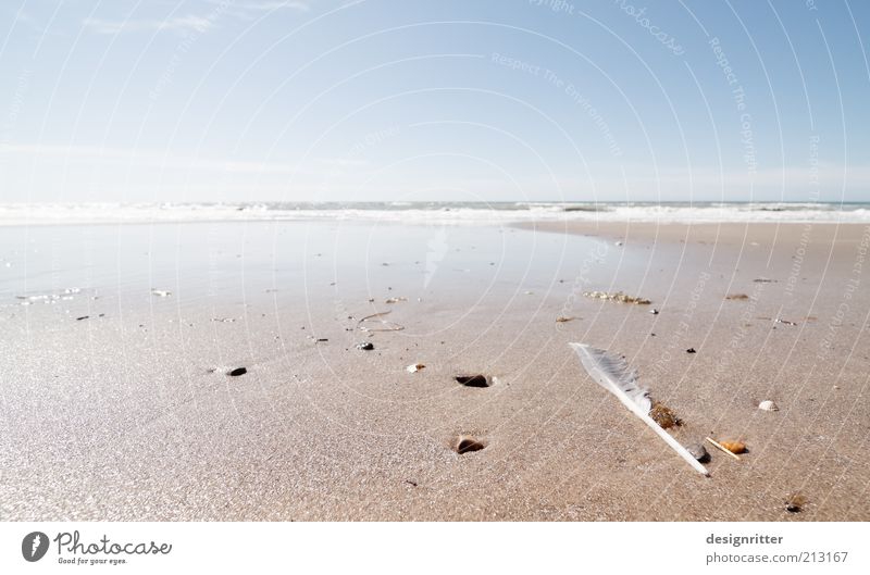 Ende der Welt Ferien & Urlaub & Reisen Tourismus Ferne Freiheit Sommer Sommerurlaub Strand Meer Wellen Brandung Strandgut Stein Muschel Muschelschale Feder