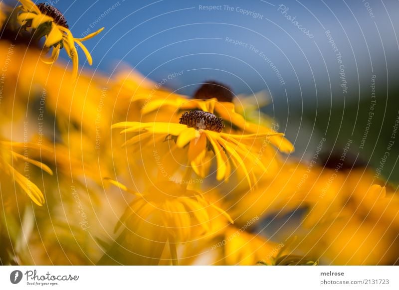 meine "Sonnenhüte" Natur Pflanze Himmel Sonnenlicht Sommer Schönes Wetter Wärme Blume Gras Blatt Blüte Wildpflanze Topfpflanze Sonnenhut Blütenstauden