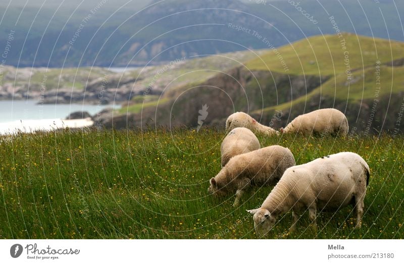 Aussichtsreich Ferien & Urlaub & Reisen Ausflug Ferne Strand Meer Umwelt Natur Landschaft Gras Wiese Hügel Felsen Küste Klippe Nutztier Schaf Tiergruppe Herde