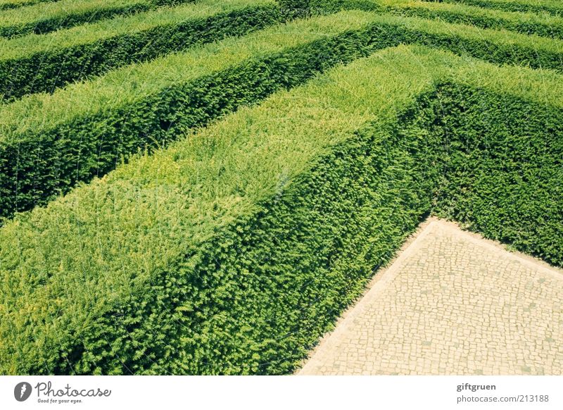 ecken & kanten Pflanze Sträucher Blatt Grünpflanze Garten Park Wachstum Hecke Landschaftsarchitektur gerade Ecke rechtwinklig Strukturen & Formen Ordnung