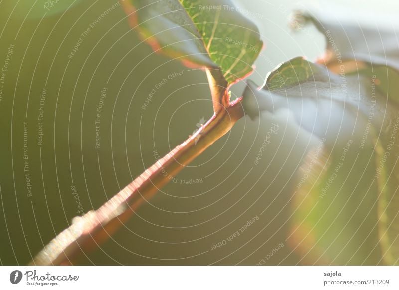 ein hauch von sommer Umwelt Natur Pflanze Blatt grün Unschärfe Sommer zart fein Farbfoto Außenaufnahme Textfreiraum links Schwache Tiefenschärfe Zweig Blattgrün