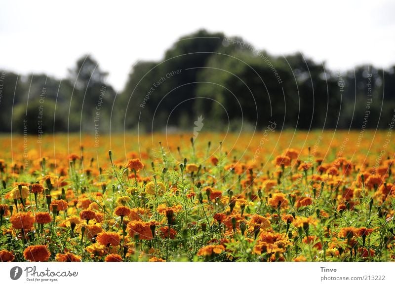 Spätsommer Natur Landschaft Pflanze Sommer Herbst Schönes Wetter Baum Blume Blüte Grünpflanze Feld Blühend orange grün Blumenwiese Farbfoto Außenaufnahme