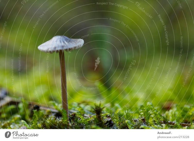 Ein Männlein steht im Walde... Umwelt Natur Pflanze Erde Herbst Gras Moos stehen grün Pilz Pilzhut giftpilz Waldboden waldpilz Farbfoto Außenaufnahme