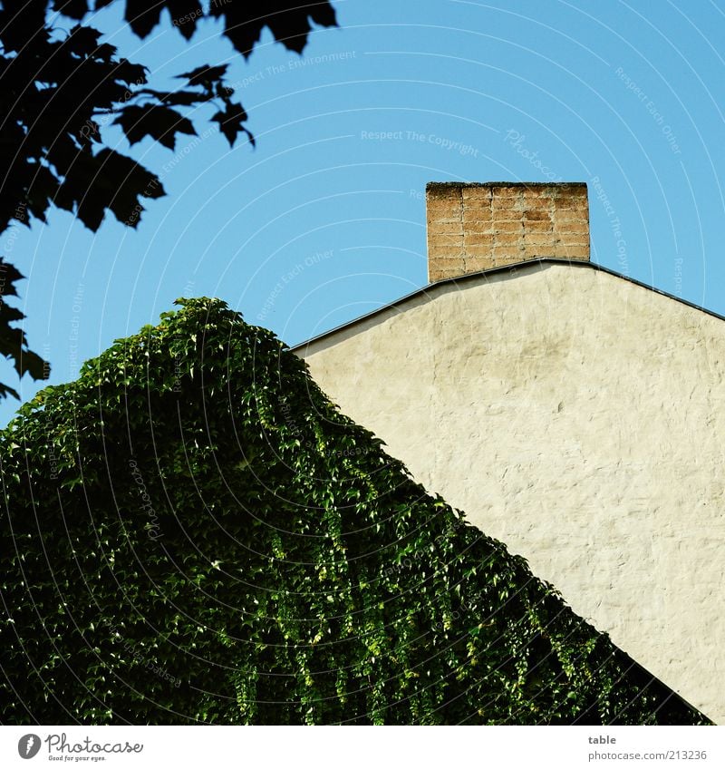 Tarnung Haus Umwelt Natur Pflanze Grünpflanze Mauer Wand Fassade Dach Schornstein alt blau grau grün Wein Ranke Naturwuchs Farbfoto Außenaufnahme Menschenleer