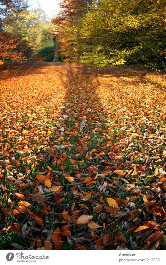 Versuch eines Baumes sich hinterm Fotografen zu verstecken Umwelt Natur Landschaft Pflanze Erde Herbst Schönes Wetter Park Wiese Wald Herbstlaub Erholung schön