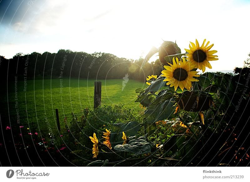 Sonnenblumen Natur Landschaft Pflanze Sonnenaufgang Sonnenuntergang Sommer Gras Grünpflanze Blume saftig blau gelb grün weiß Zufriedenheit Freiheit Farbfoto