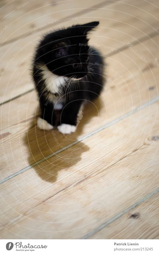 Ich will die Maus! Haustier Katze 1 Tier beobachten Blick Neugier schön Stimmung Farbfoto Innenaufnahme Menschenleer Textfreiraum unten Tag Schatten Kontrast